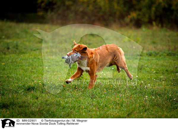 rennender Nova Scotia Duck Tolling Retriever / running Nova Scotia Duck Tolling Retriever / MW-02901