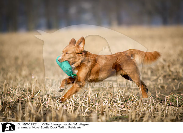 rennender Nova Scotia Duck Tolling Retriever / running Nova Scotia Duck Tolling Retriever / MW-02921