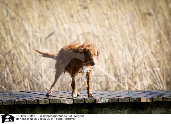 stehender Nova Scotia Duck Tolling Retriever / standing Nova Scotia Duck Tolling Retriever / MW-02956
