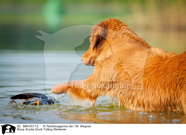 Nova Scotia Duck Tolling Retriever / Nova Scotia Duck Tolling Retriever / MW-05113