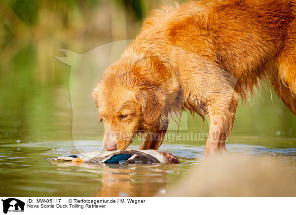 Nova Scotia Duck Tolling Retriever / Nova Scotia Duck Tolling Retriever / MW-05117