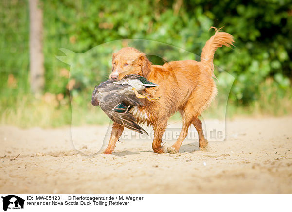 rennender Nova Scotia Duck Tolling Retriever / running Nova Scotia Duck Tolling Retriever / MW-05123