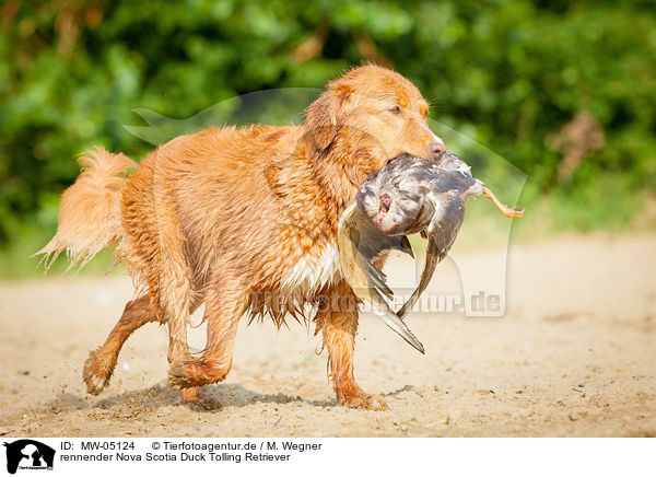 rennender Nova Scotia Duck Tolling Retriever / MW-05124