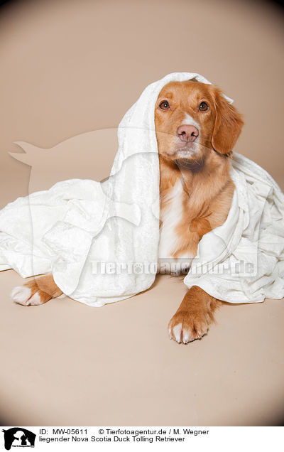 liegender Nova Scotia Duck Tolling Retriever / lying Nova Scotia Duck Tolling Retriever / MW-05611