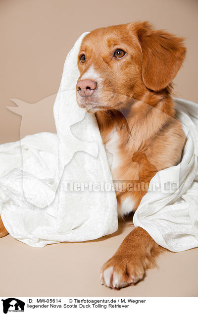 liegender Nova Scotia Duck Tolling Retriever / lying Nova Scotia Duck Tolling Retriever / MW-05614