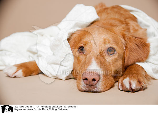 liegender Nova Scotia Duck Tolling Retriever / lying Nova Scotia Duck Tolling Retriever / MW-05616
