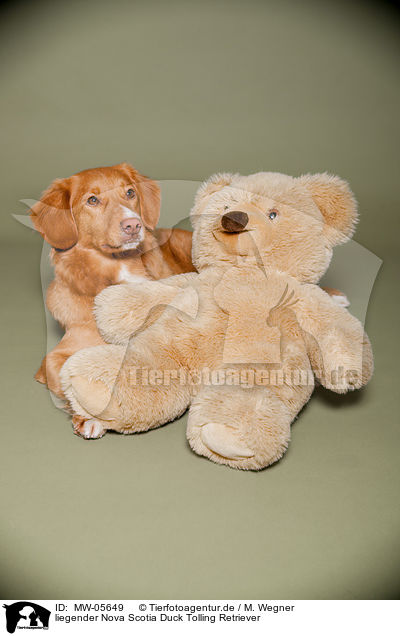 liegender Nova Scotia Duck Tolling Retriever / lying Nova Scotia Duck Tolling Retriever / MW-05649