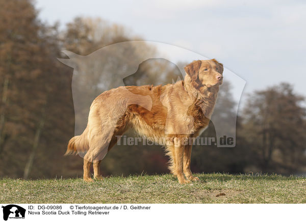 Nova Scotia Duck Tolling Retriever / Nova Scotia Duck Tolling Retriever / DG-09086