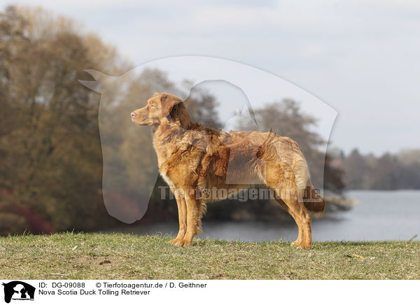 Nova Scotia Duck Tolling Retriever / Nova Scotia Duck Tolling Retriever / DG-09088