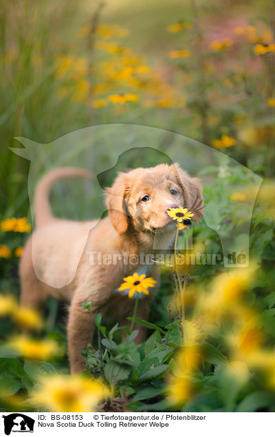 Nova Scotia Duck Tolling Retriever Welpe / Nova Scotia Duck Tolling Retriever Puppy / BS-08153