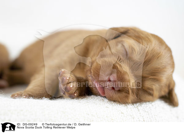 Nova Scotia Duck Tolling Retriever Welpe / Nova Scotia Duck Tolling Retriever Puppy / DG-09249