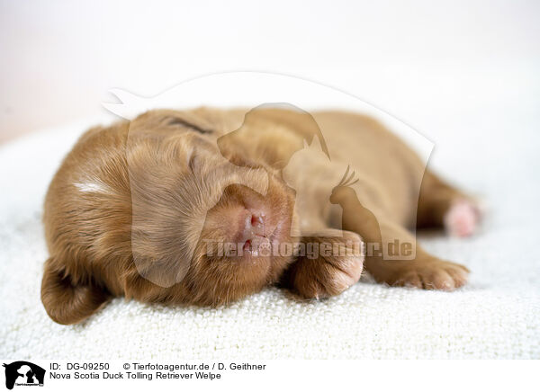 Nova Scotia Duck Tolling Retriever Welpe / Nova Scotia Duck Tolling Retriever Puppy / DG-09250
