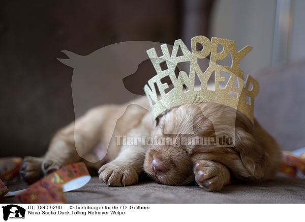 Nova Scotia Duck Tolling Retriever Welpe / Nova Scotia Duck Tolling Retriever Puppy / DG-09290