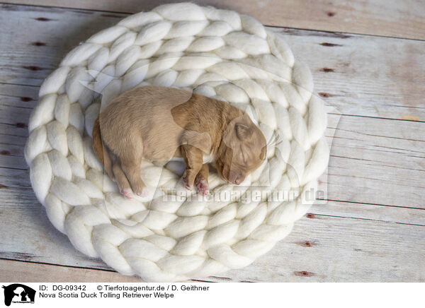 Nova Scotia Duck Tolling Retriever Welpe / Nova Scotia Duck Tolling Retriever Puppy / DG-09342