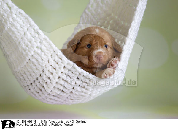 Nova Scotia Duck Tolling Retriever Welpe / Nova Scotia Duck Tolling Retriever Puppy / DG-09344