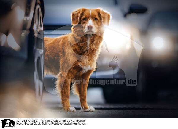 Nova Scotia Duck Tolling Retriever zwischen Autos / Nova Scotia Duck Tolling Retriever between cars / JEB-01386