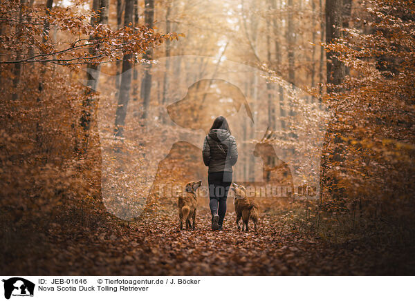 Nova Scotia Duck Tolling Retriever / Nova Scotia Duck Tolling Retriever / JEB-01646