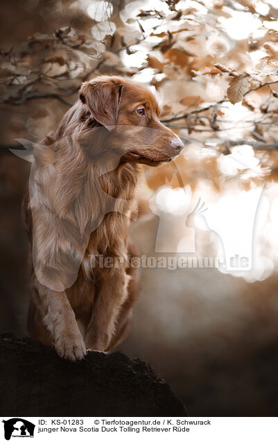 junger Nova Scotia Duck Tolling Retriever Rde / young male Nova Scotia Duck Tolling Retriever / KS-01283