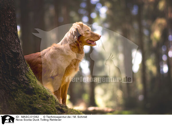 Nova Scotia Duck Tolling Retriever / MASC-01082