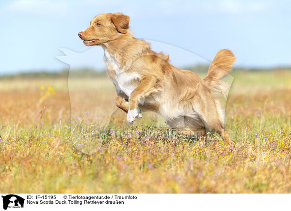 Nova Scotia Duck Tolling Retriever drauen / IF-15195