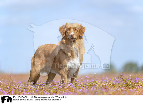 Nova Scotia Duck Tolling Retriever drauen / IF-15480