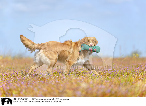 Nova Scotia Duck Tolling Retriever drauen / Nova Scotia Duck Tolling Retriever outdoor / IF-15500