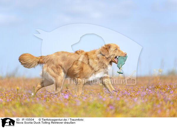 Nova Scotia Duck Tolling Retriever drauen / Nova Scotia Duck Tolling Retriever outdoor / IF-15504