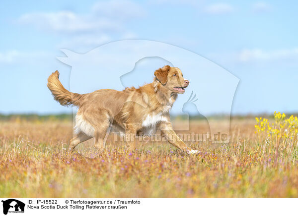 Nova Scotia Duck Tolling Retriever drauen / Nova Scotia Duck Tolling Retriever outdoor / IF-15522