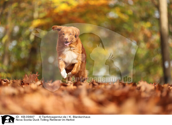 Nova Scotia Duck Tolling Retriever im Herbst / Nova Scotia Duck Tolling Retriever in autumn / KB-09887