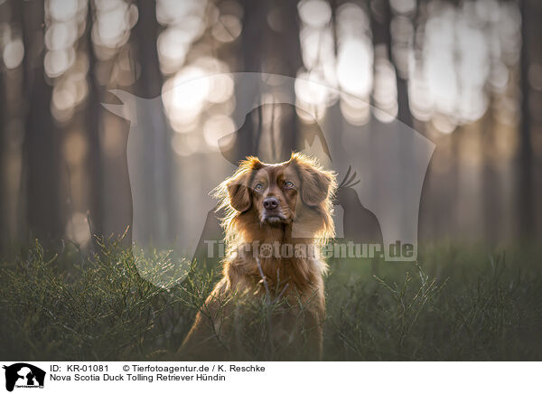 Nova Scotia Duck Tolling Retriever Hndin / KR-01081