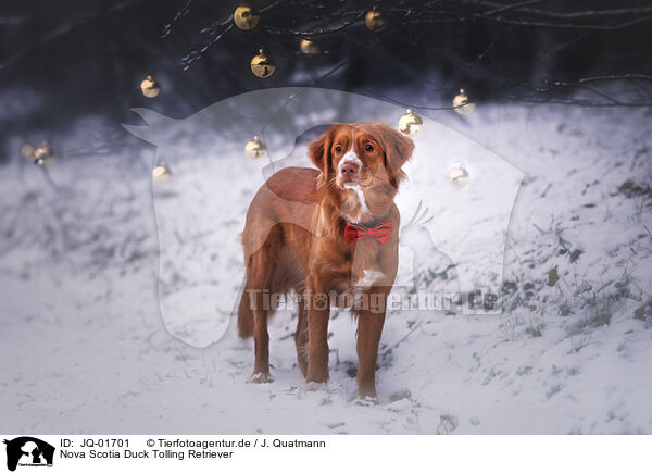 Nova Scotia Duck Tolling Retriever / Nova Scotia Duck Tolling Retriever / JQ-01701