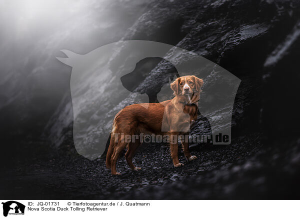 Nova Scotia Duck Tolling Retriever / Nova Scotia Duck Tolling Retriever / JQ-01731