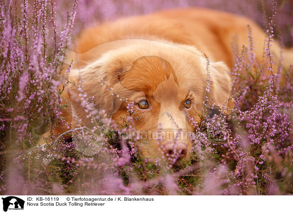 Nova Scotia Duck Tolling Retriever / Nova Scotia Duck Tolling Retriever / KB-16119