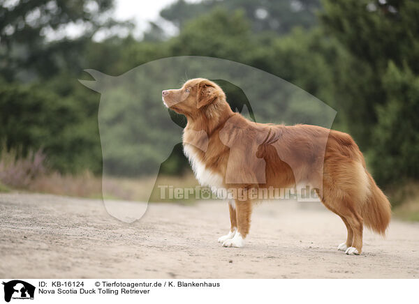 Nova Scotia Duck Tolling Retriever / KB-16124