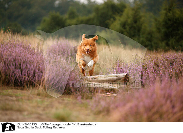Nova Scotia Duck Tolling Retriever / Nova Scotia Duck Tolling Retriever / KB-16133