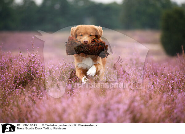 Nova Scotia Duck Tolling Retriever / Nova Scotia Duck Tolling Retriever / KB-16149