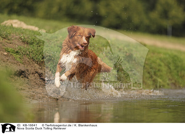 Nova Scotia Duck Tolling Retriever / Nova Scotia Duck Tolling Retriever / KB-16641