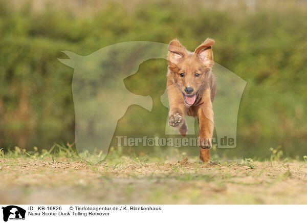 Nova Scotia Duck Tolling Retriever / KB-16826