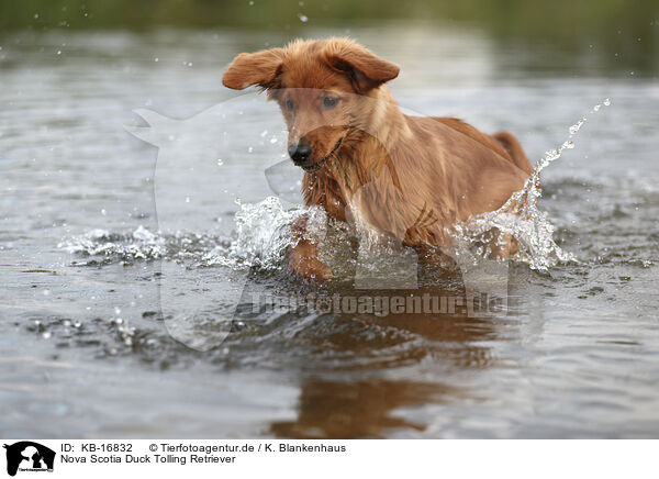 Nova Scotia Duck Tolling Retriever / Nova Scotia Duck Tolling Retriever / KB-16832