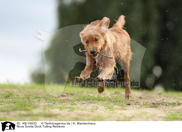 Nova Scotia Duck Tolling Retriever / Nova Scotia Duck Tolling Retriever / KB-16833
