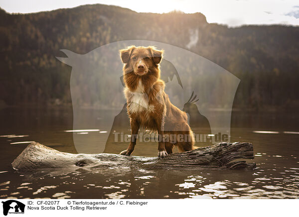 Nova Scotia Duck Tolling Retriever / Nova Scotia Duck Tolling Retriever / CF-02077
