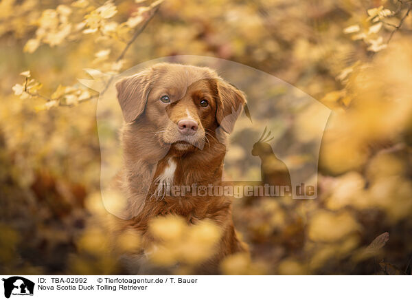 Nova Scotia Duck Tolling Retriever / Nova Scotia Duck Tolling Retriever / TBA-02992