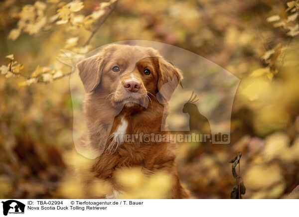 Nova Scotia Duck Tolling Retriever / Nova Scotia Duck Tolling Retriever / TBA-02994