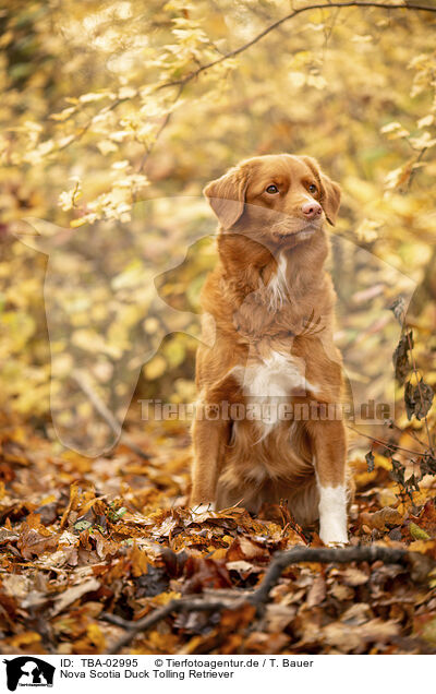 Nova Scotia Duck Tolling Retriever / Nova Scotia Duck Tolling Retriever / TBA-02995