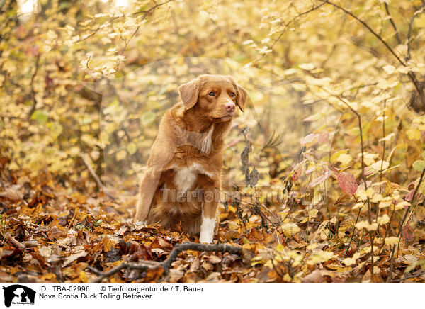 Nova Scotia Duck Tolling Retriever / Nova Scotia Duck Tolling Retriever / TBA-02996