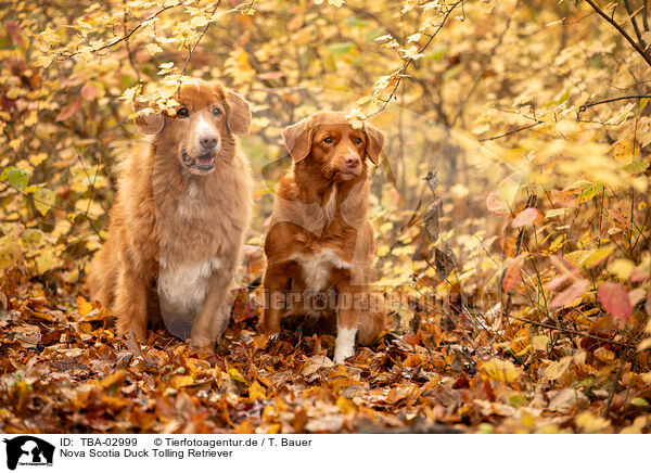 Nova Scotia Duck Tolling Retriever / Nova Scotia Duck Tolling Retriever / TBA-02999
