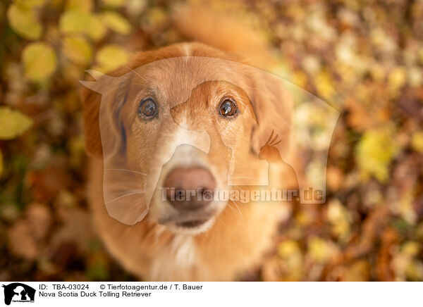 Nova Scotia Duck Tolling Retriever / Nova Scotia Duck Tolling Retriever / TBA-03024