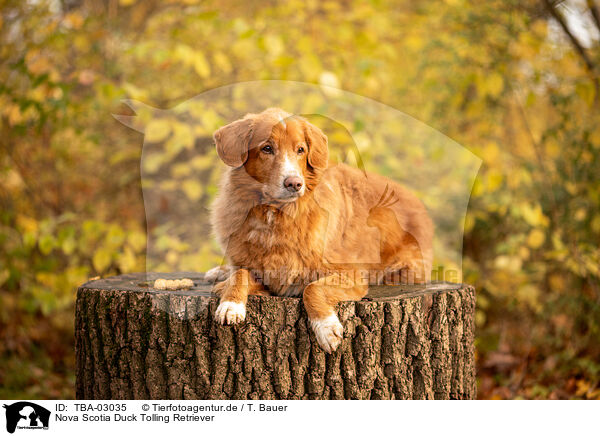 Nova Scotia Duck Tolling Retriever / Nova Scotia Duck Tolling Retriever / TBA-03035