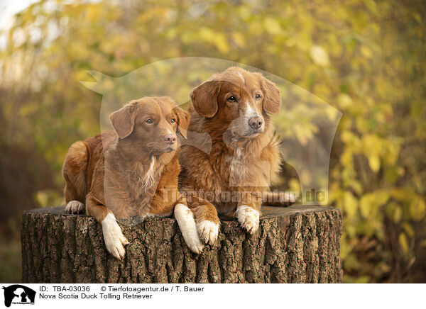 Nova Scotia Duck Tolling Retriever / Nova Scotia Duck Tolling Retriever / TBA-03036