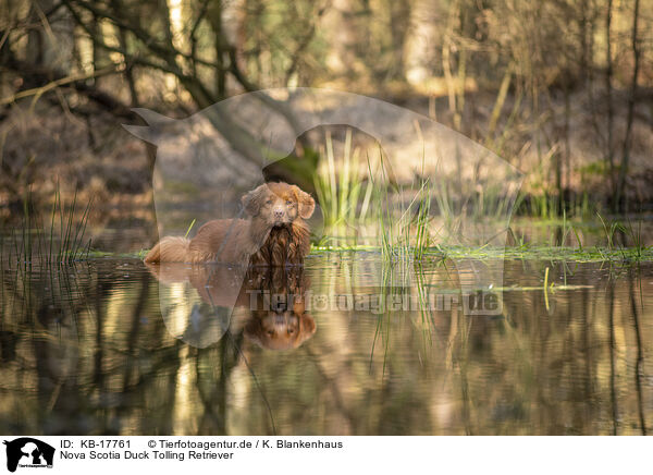 Nova Scotia Duck Tolling Retriever / Nova Scotia Duck Tolling Retriever / KB-17761